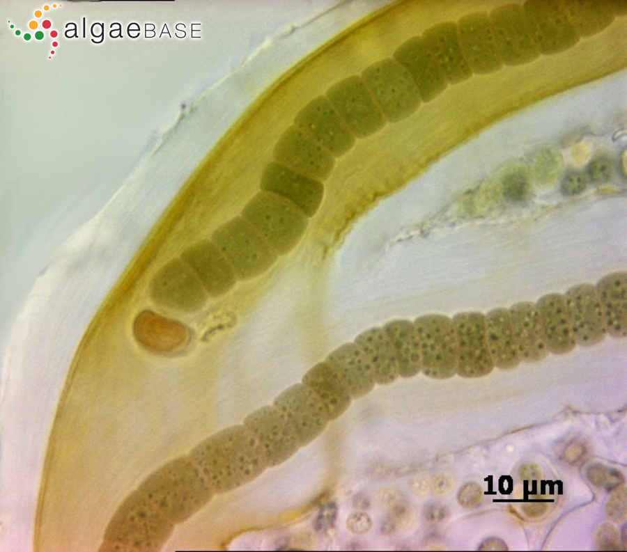 Petalonema densum (Bornet ex Bornet & Flahault) Migula