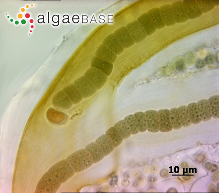 Petalonema densum (Bornet ex Bornet & Flahault) Migula