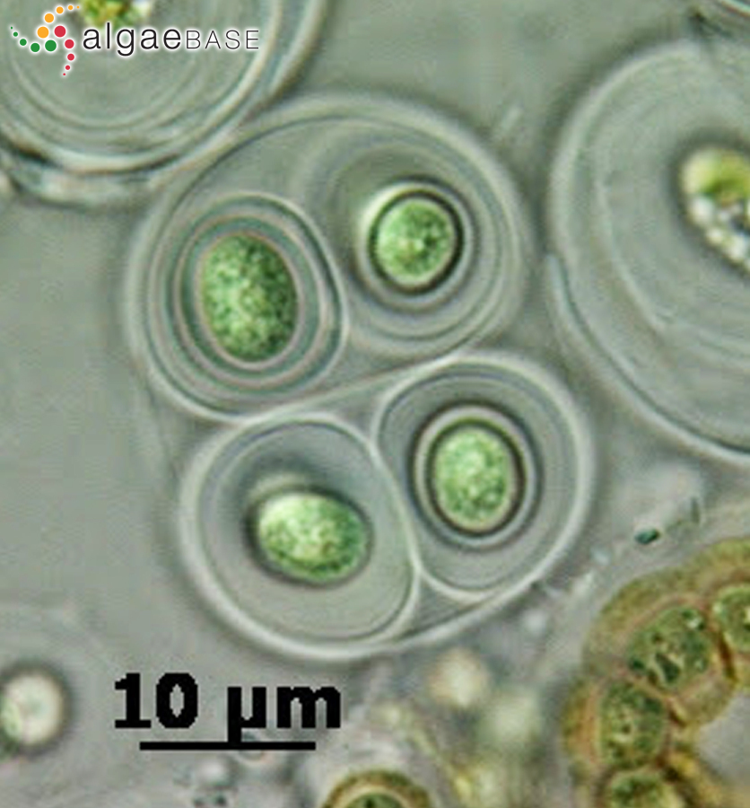 Gloeocapsa decorticans (A.Braun) P.Richter