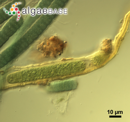 Coleodesmium wrangelii Borzì ex Geitler