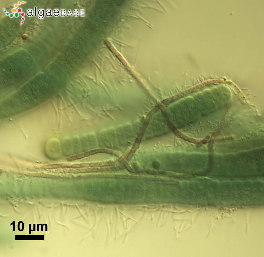 Leibleinia epiphytica (Hieronymus) Compère