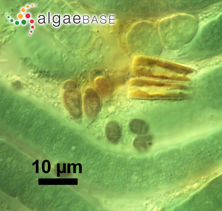 Chamaesiphon incrustans Grunow