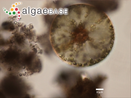Dicurella fragilis (C.Agardh) J.Agardh