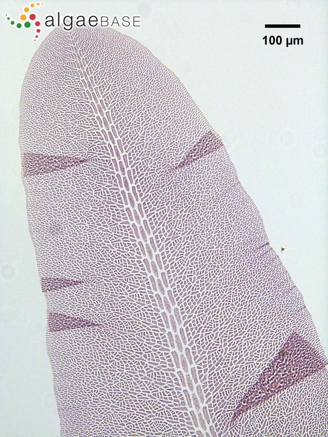 Phrix spatulata (E.Y.Dawson) M.J.Wynne, M.Kamiya & J.A.West
