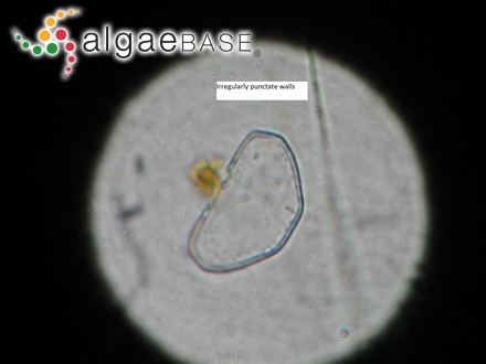 Cosmarium pseudoretusum F.Ducellier
