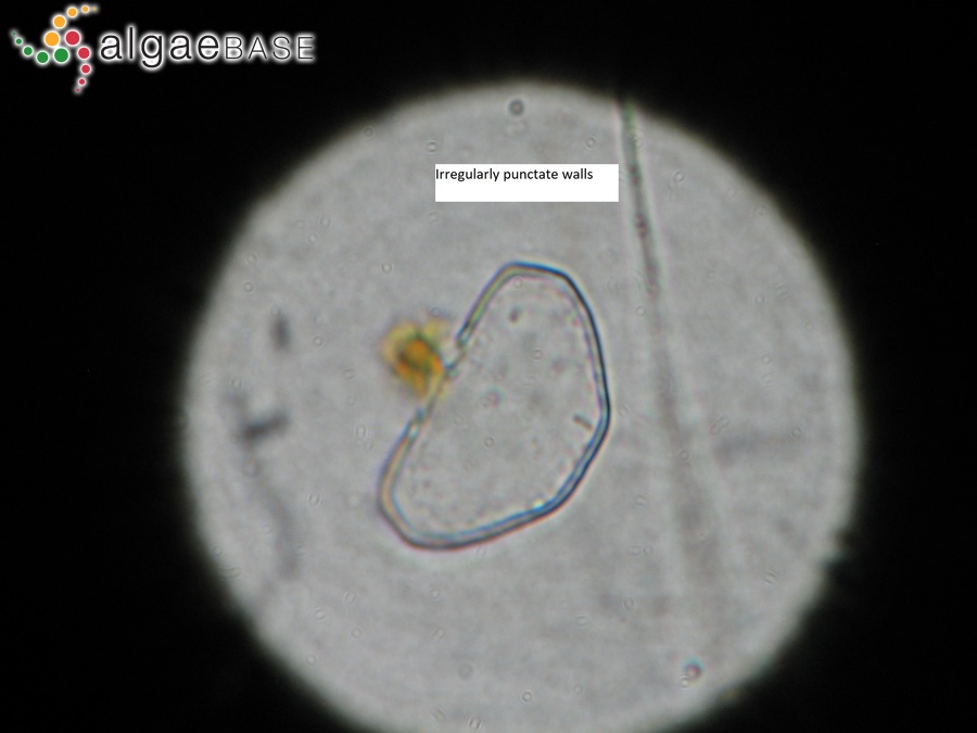 Cosmarium pseudoretusum F.Ducellier