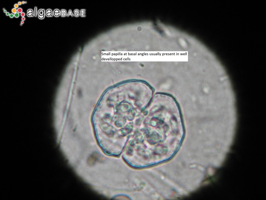 Cosmarium pseudoretusum F.Ducellier