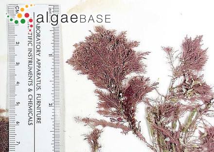 Jania rosea (Lamarck) Decaisne