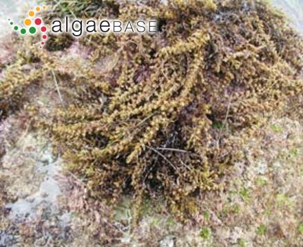 Sargassum agardhianum Farlow