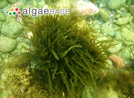 Navicula rhynchocephala var. germanii (J.H.Wallace) Patrick