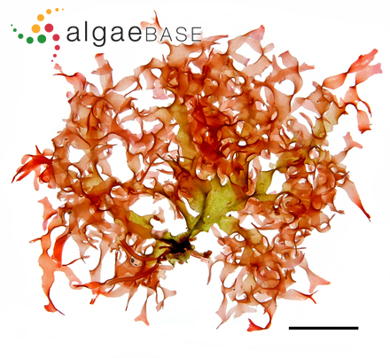 Acrosorium minus (Sonder) Kylin