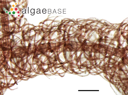 Vertebrata australis (C.Agardh) Kuntze