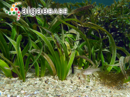 Posidonia australis J.D.Hooker