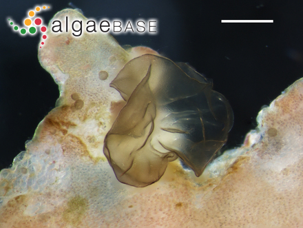 Porphyropsis minuta Womersley & Conway