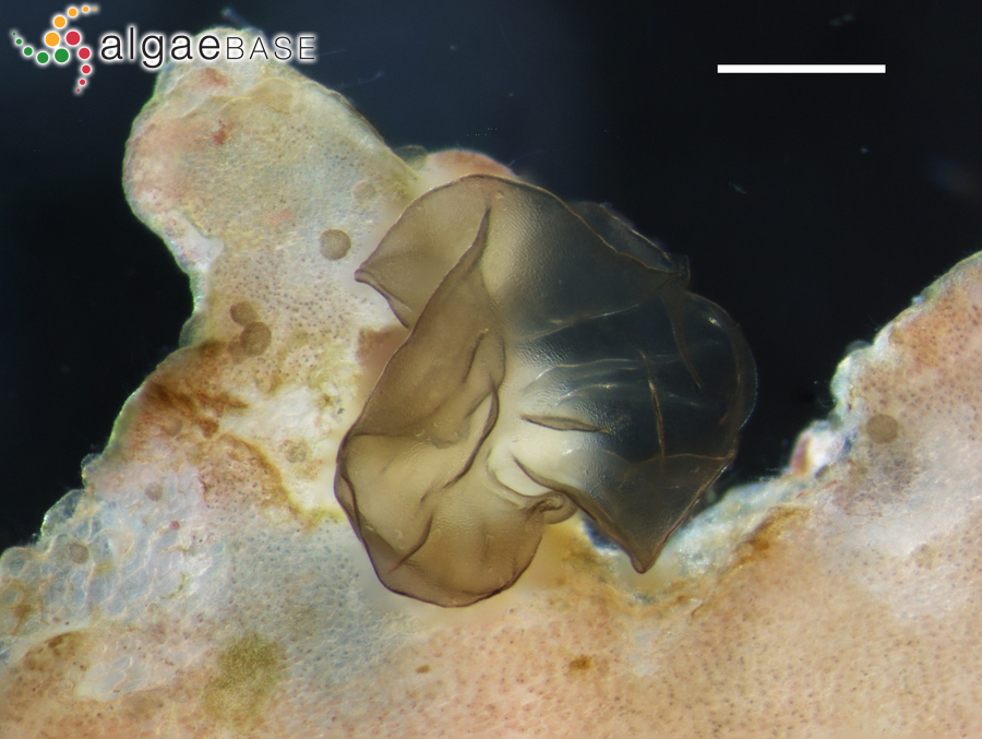 Porphyropsis minuta Womersley & Conway