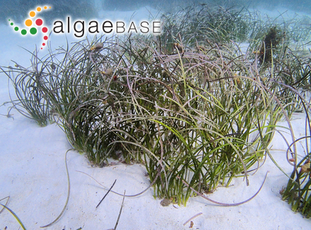 Posidonia ostenfeldii Hartog