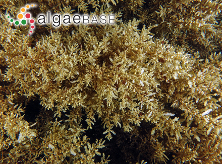 Sargassum podacanthum Sonder