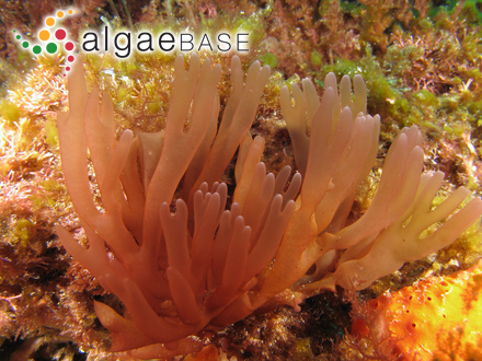 Sebdenia polydactyla (Børgesen) M.Balakrishnan