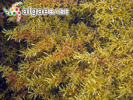 Sargassum tristichum Sonder