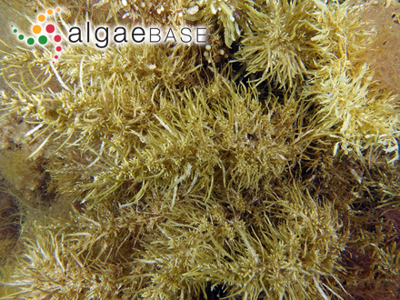 Sargassum linearifolium (Turner) C.Agardh