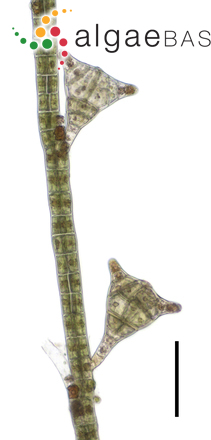 Sphacelaria tribuloides Meneghini