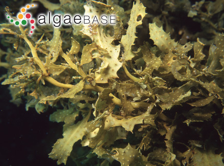 Sargassum ligulatum C.Agardh