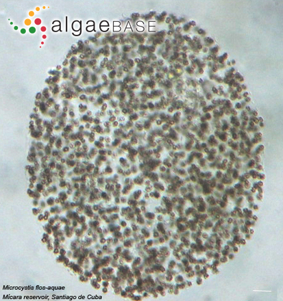 Microcystis flos-aquae (Wittrock) Kirchner