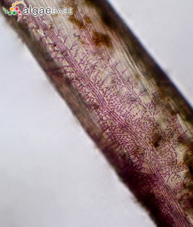 Schmitziella endophloea Bornet & Batters