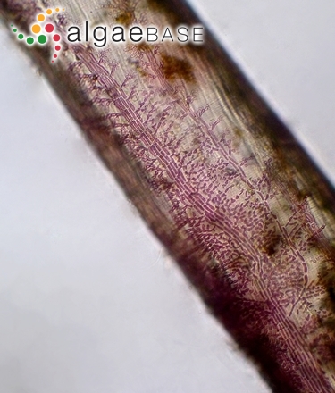 Schmitziella endophloea Bornet & Batters