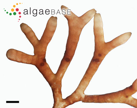 Akalaphycus setchelliae (Yamada) Huisman, I.A.Abbott & A.R.Sherwood