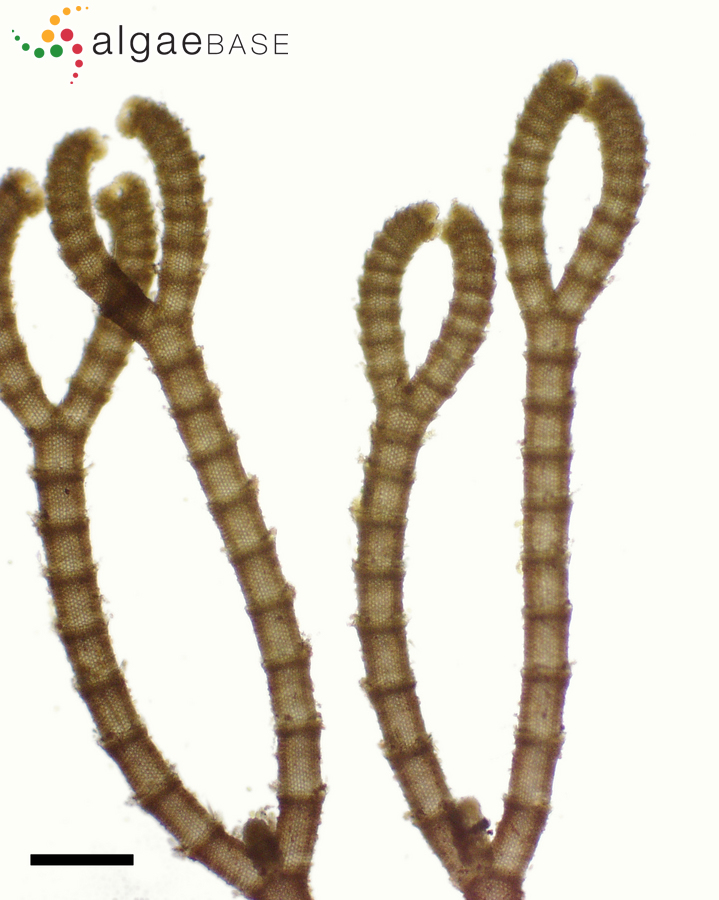 Centroceras clavulatum (C.Agardh) Montagne