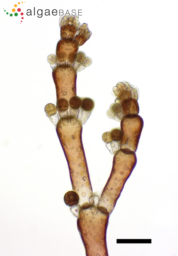 Anotrichium tenue (C.Agardh) Nägeli