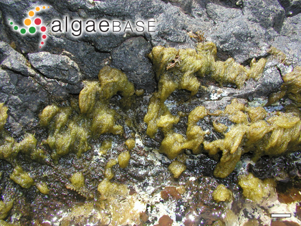 Asteronema breviarticulatum (J.Agardh) Ouriques & Bouzon