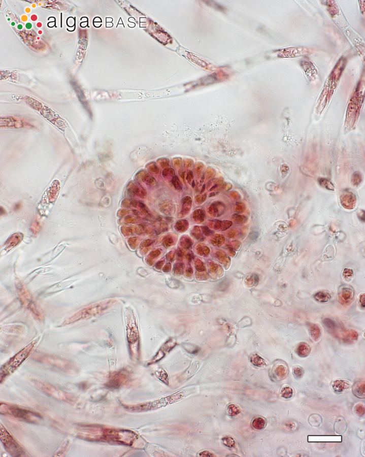 Pihiella liagoraciphila Huisman, A.R.Sherwood & I.A.Abbott