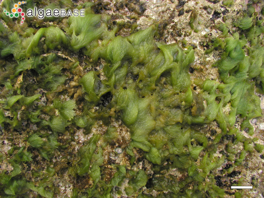 Cladophora vagabunda (Linnaeus) C.Hoek
