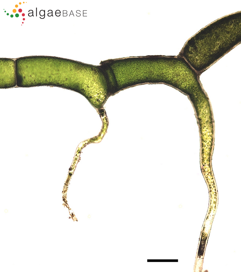 Rhizoclonium grande Børgesen