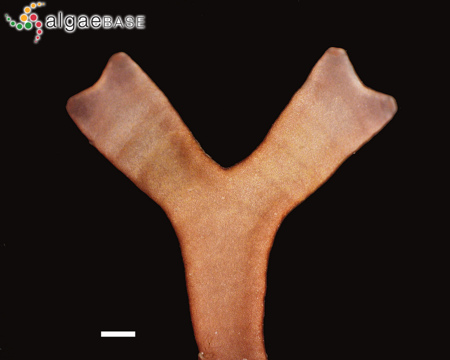 Dichotomaria marginata (J.Ellis & Solander) Lamarck