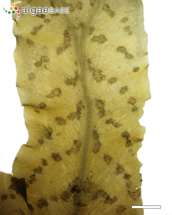 Dictyopteris australis (Sonder) Askenasy