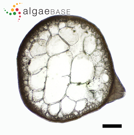 Gracilaria parvispora I.A.Abbott