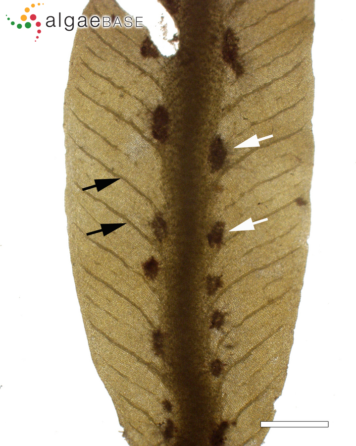 Dictyopteris plagiogramma (Montagne) Möbius