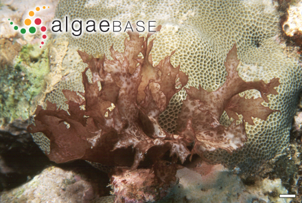 Halymenia formosa Harvey ex Kützing