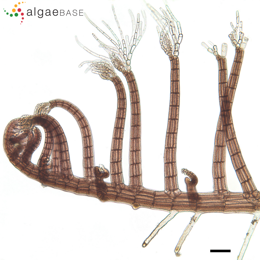Herposiphonia secunda (C.Agardh) Ambronn