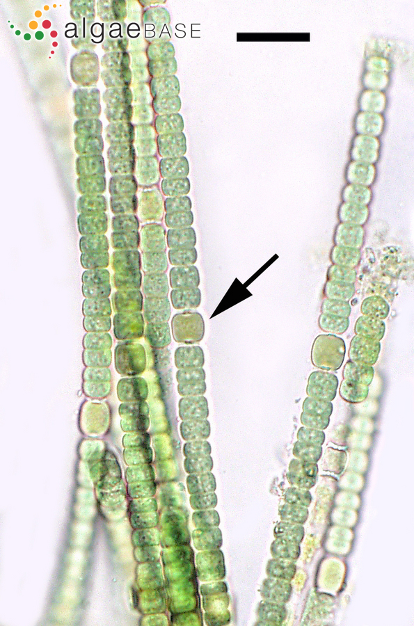 Hydrocoryne enteromorphoides (Bornet & Flahault) Umezaki & M.Watanabe
