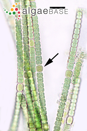 Hydrocoryne enteromorphoides (Bornet & Flahault) Umezaki & M.Watanabe