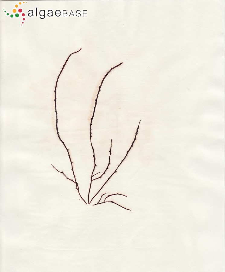 Gracilariopsis longissima (S.G.Gmelin) Steentoft, L.M.Irvine & Farnham