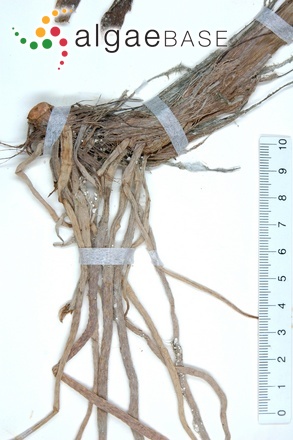 Enhalus acoroides (Linnaeus f.) Royle