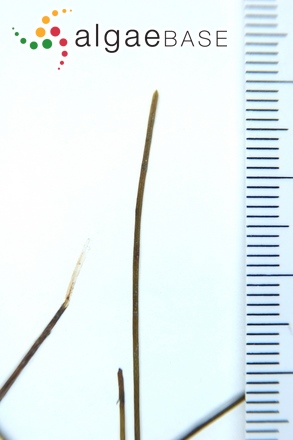 Halodule pinifolia (Miki) Hartog