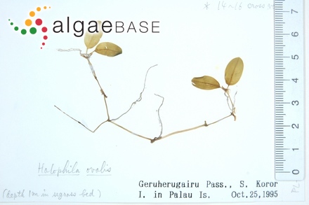 Halophila ovalis (R.Brown) J.D.Hooker
