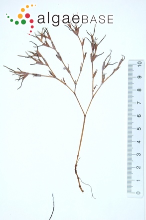 Syringodium isoetifolium (Ascherson) Dandy