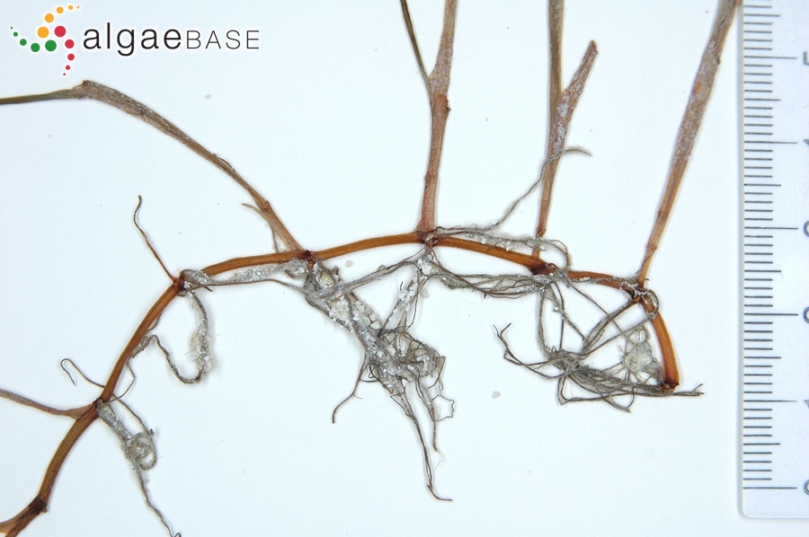 Syringodium isoetifolium (Ascherson) Dandy